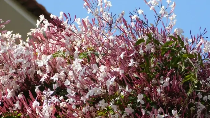 Jasminum polyanthum יסמין פרחוני Jasminum polyanthum יסמין פרחוני